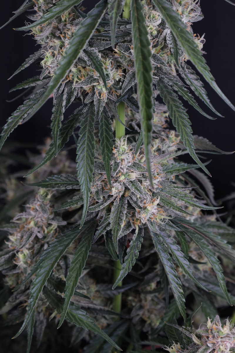 Photo of GMO Auto