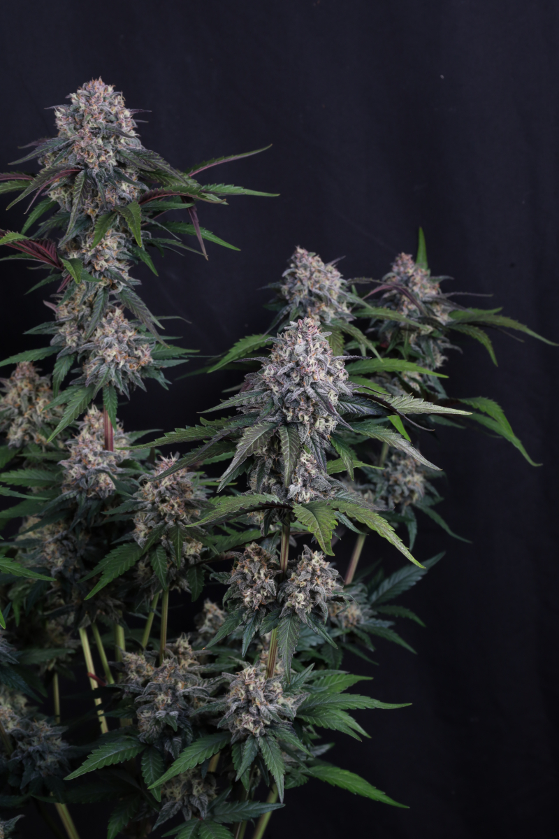 Photo of Lemon Cherry Sundae Auto