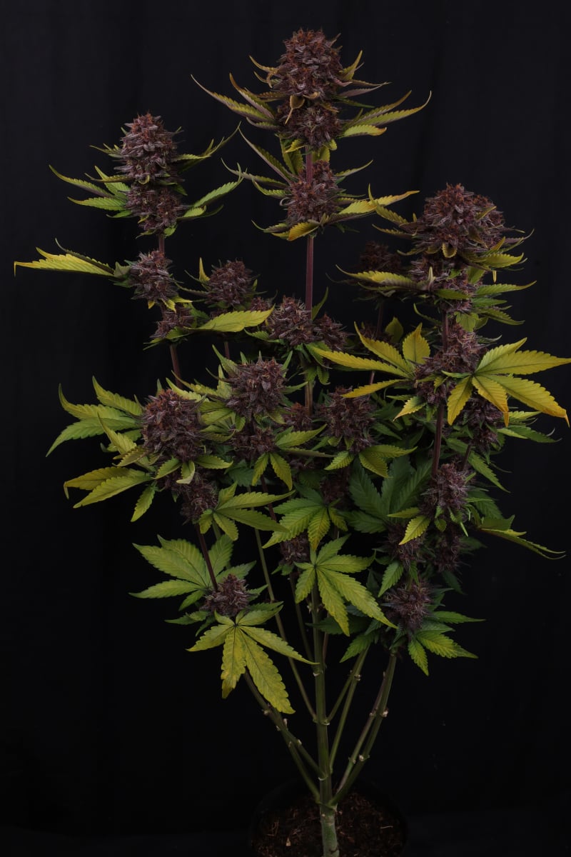 Photo of Purple Lemonade Auto RF3