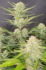 Apricot Auto