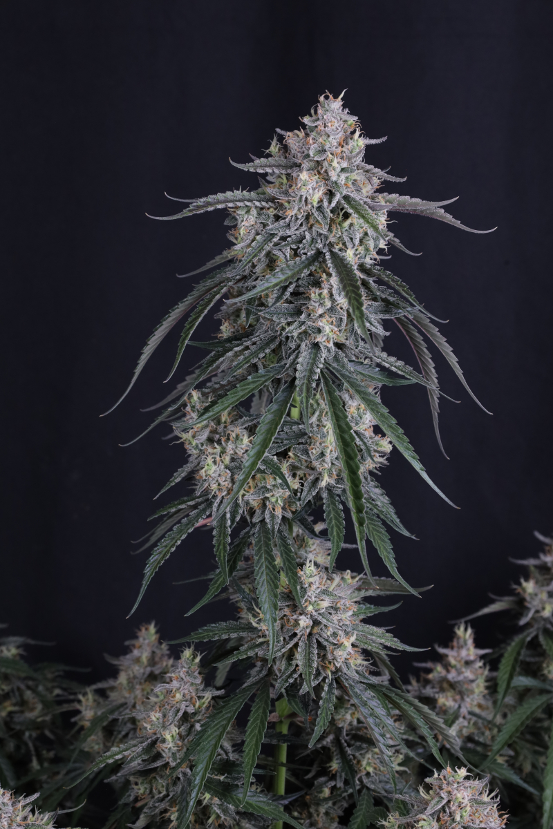 Photo of GMO Auto