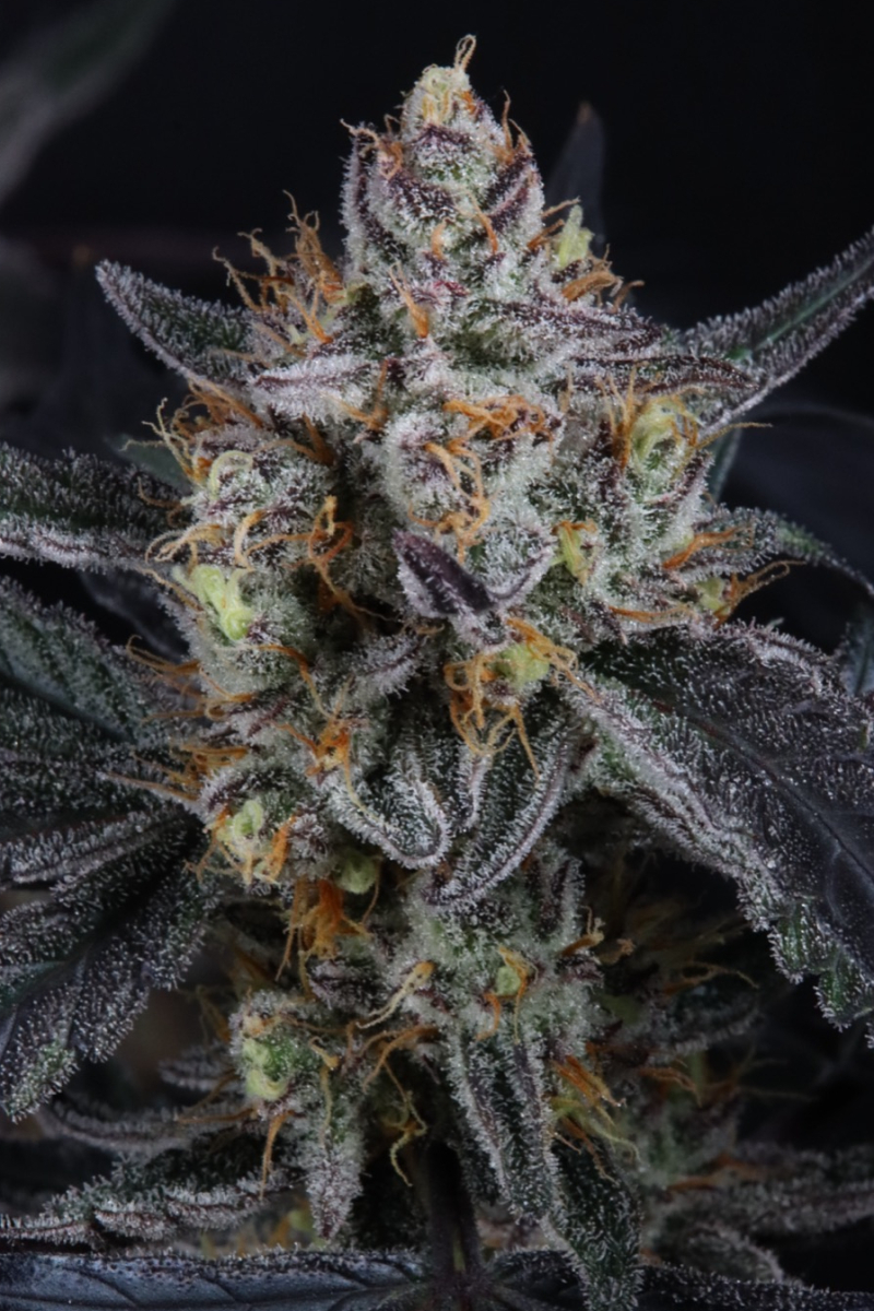 Photo of Guava Runtz Auto