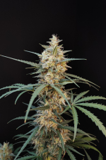 Chemdawg Auto