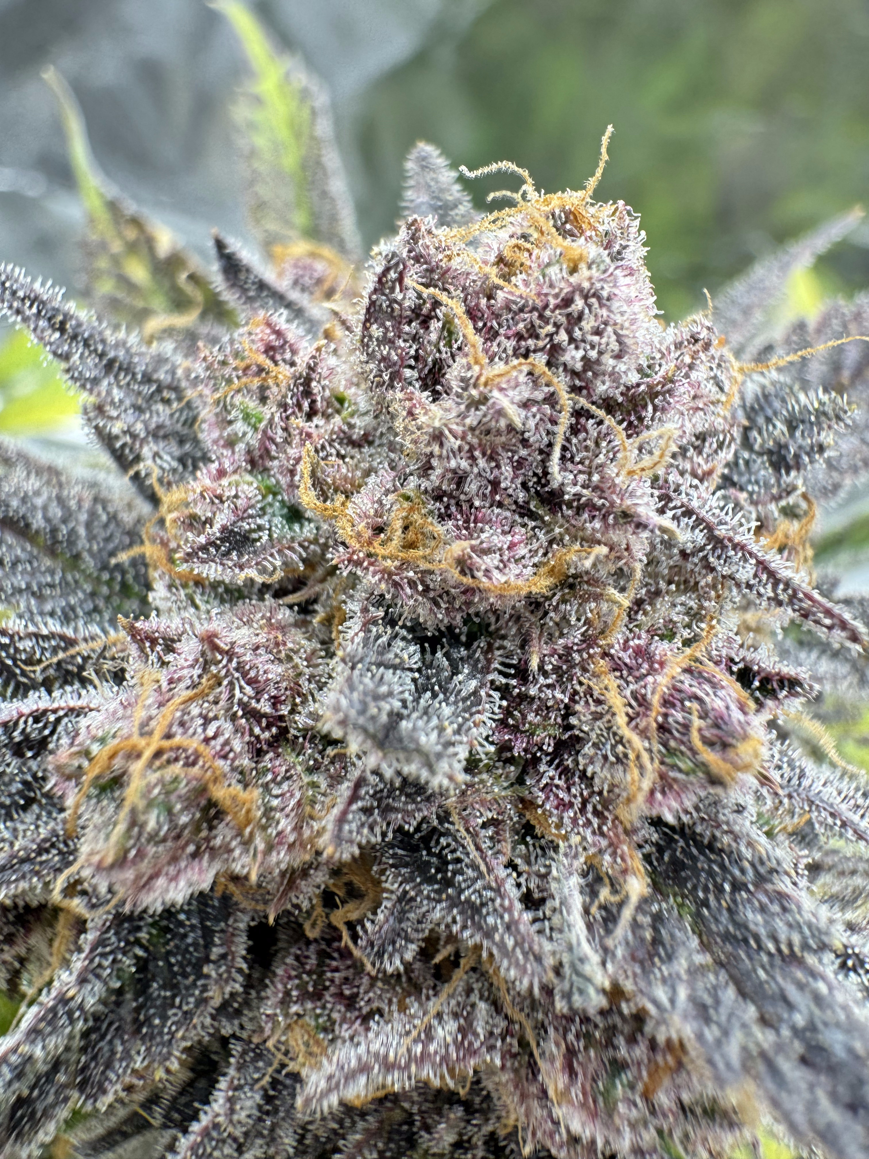 Cherry Cola Auto RF3