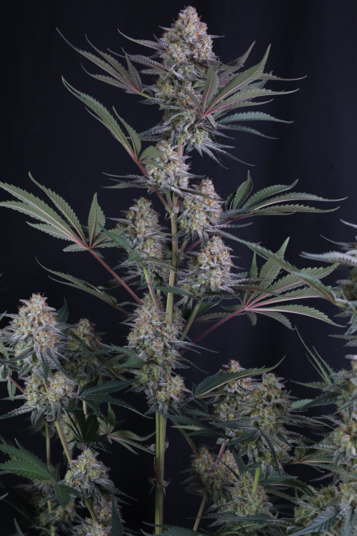 Lemon Tree Auto