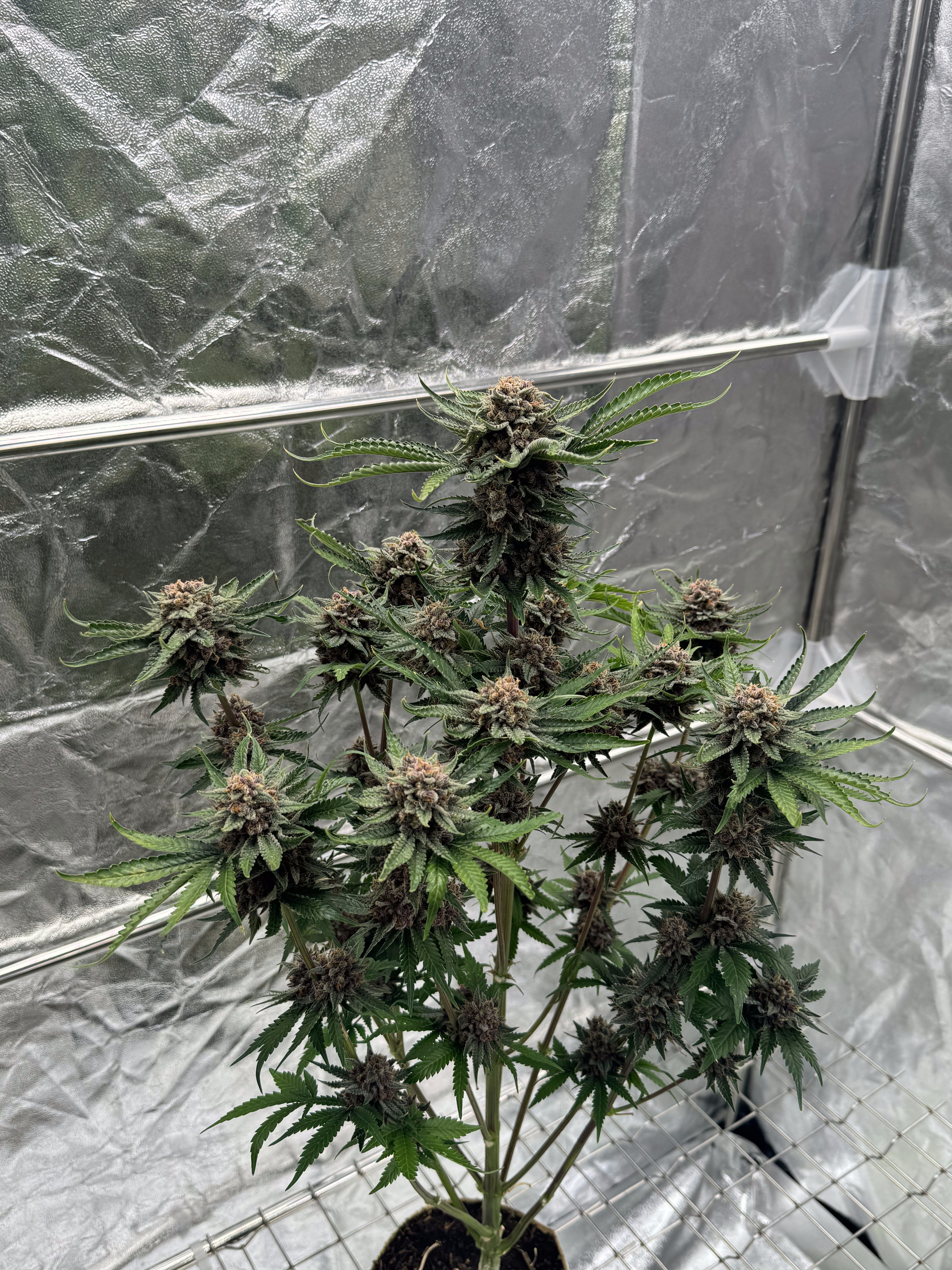 Cherry Cola Auto RF3