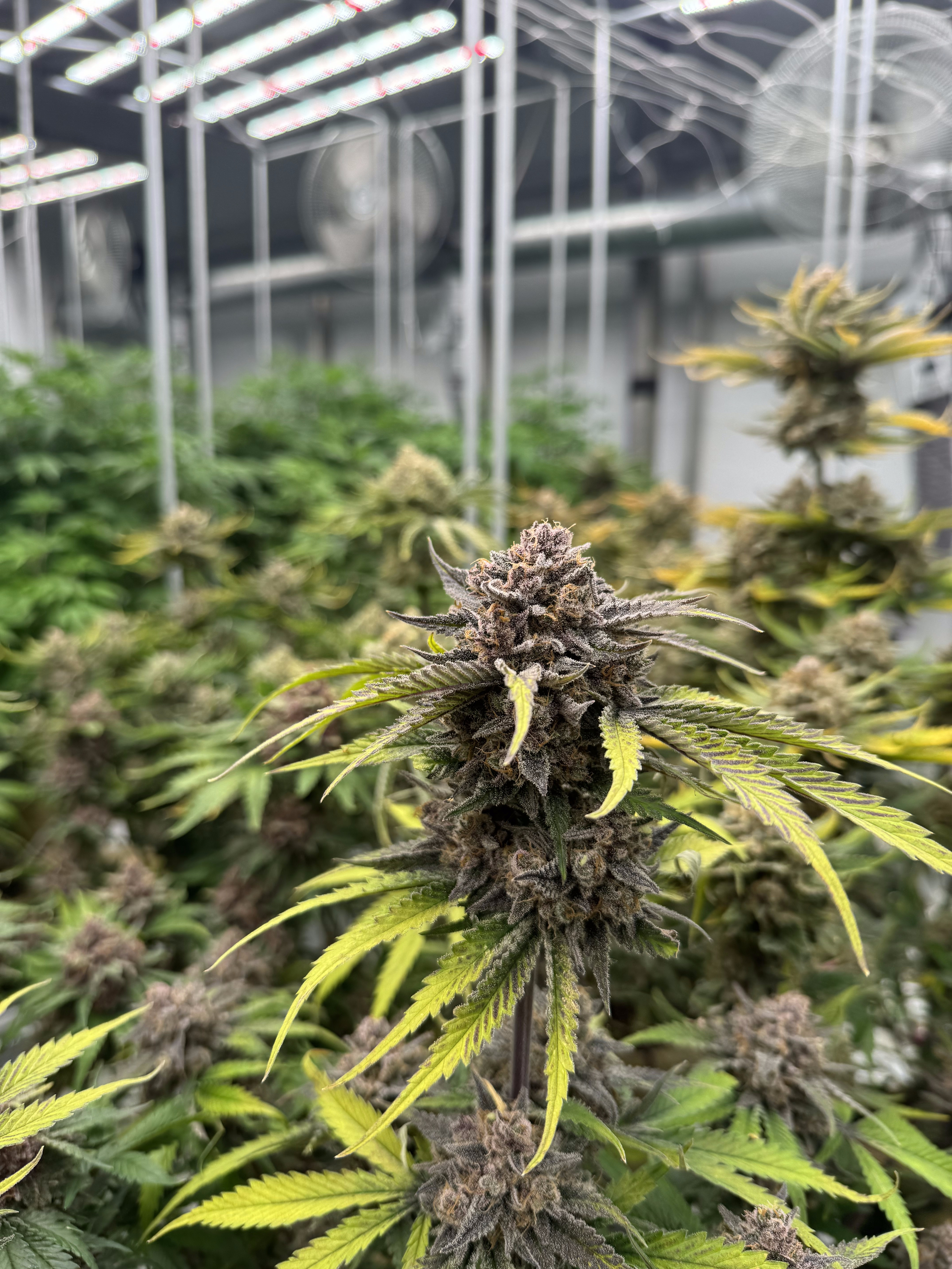 Cherry Cola Auto RF3