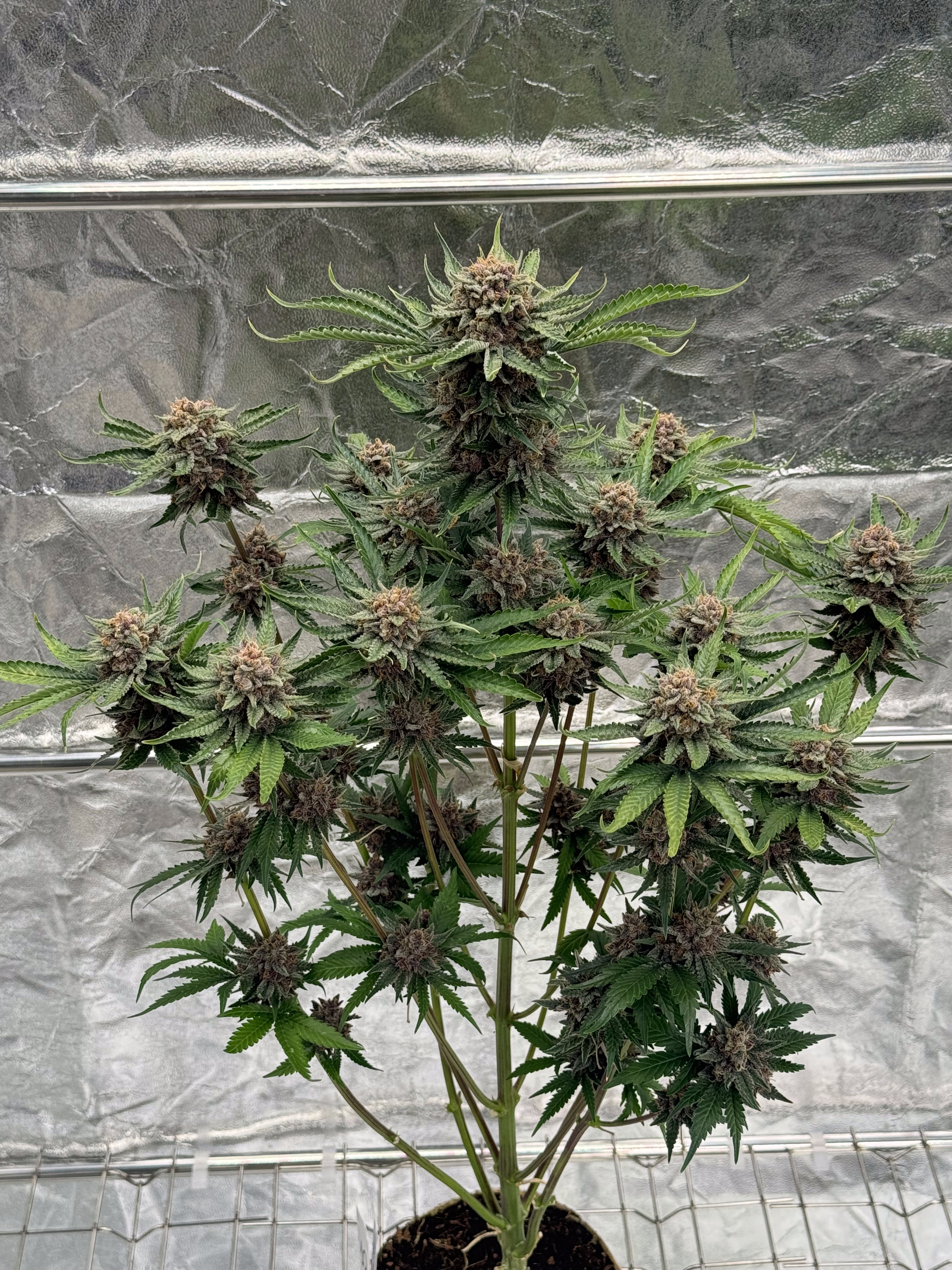 Cherry Cola Auto RF3