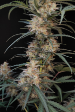 Chemdawg Auto