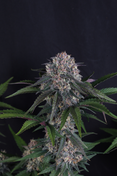 Lemon Cherry Sundae Auto