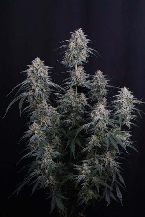 Garlic Mint Sherbet Auto
