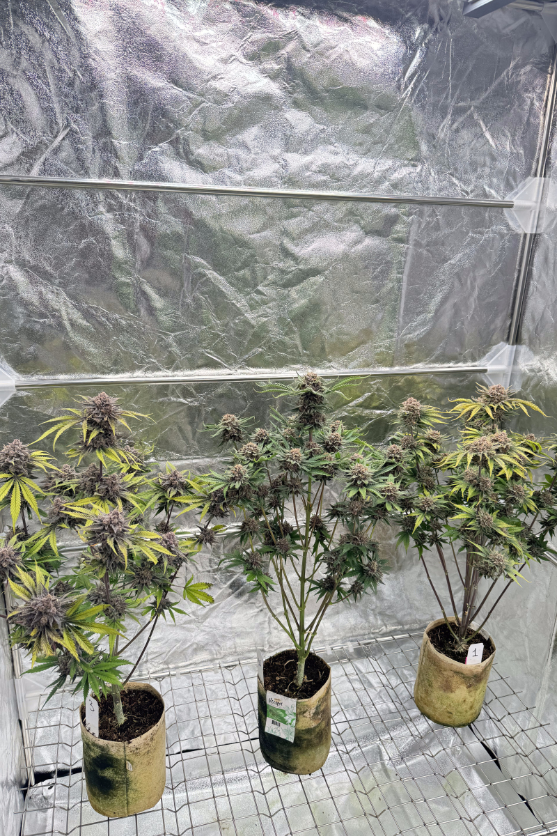 Photo of Cherry Cola Auto RF3