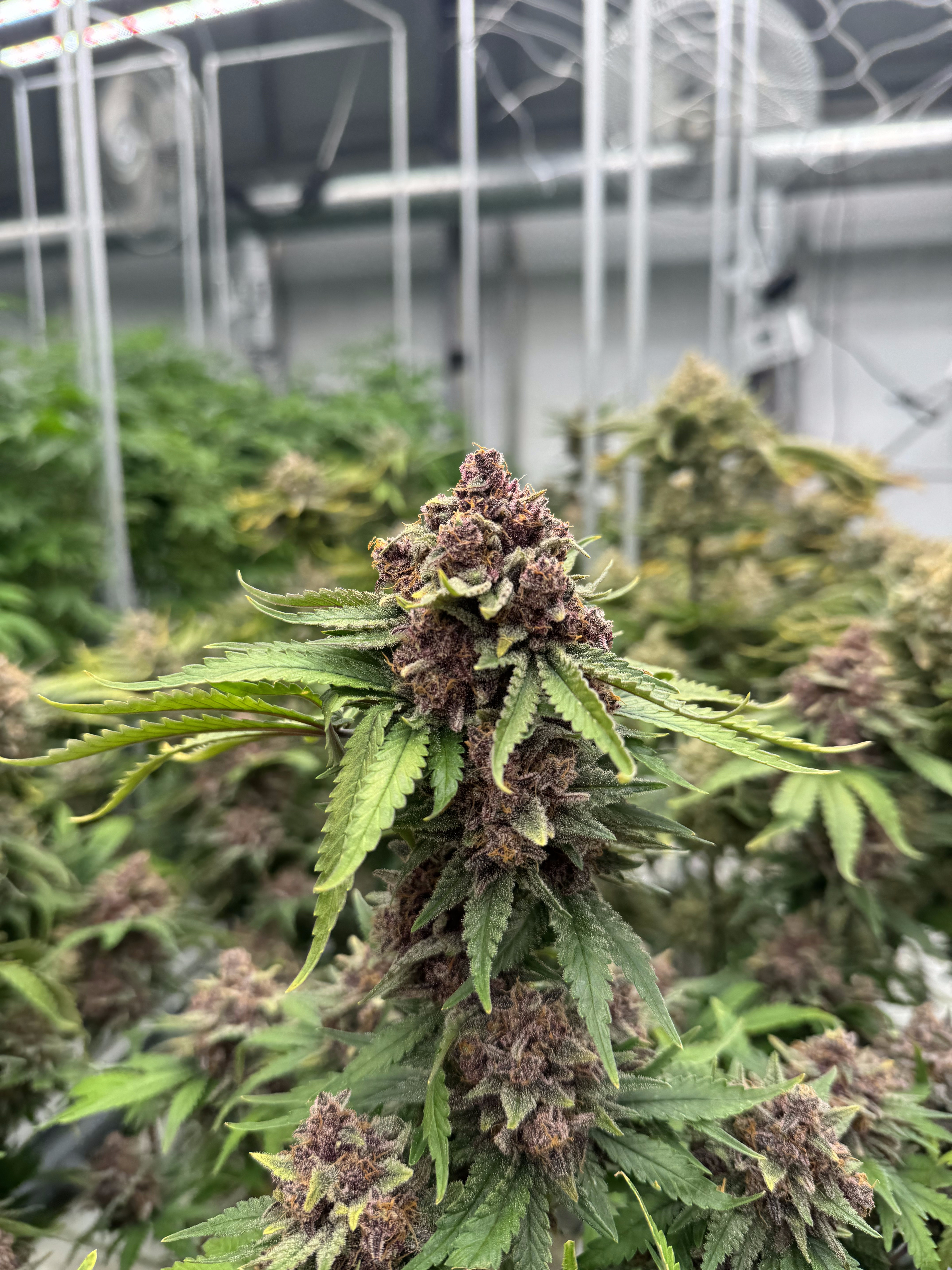 Cherry Cola Auto RF3