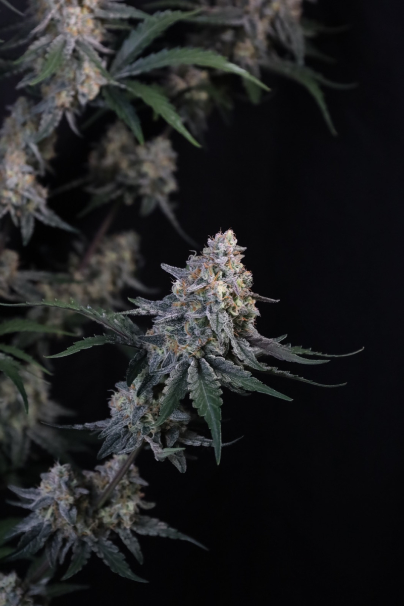 Photo of Guava Sundae Auto