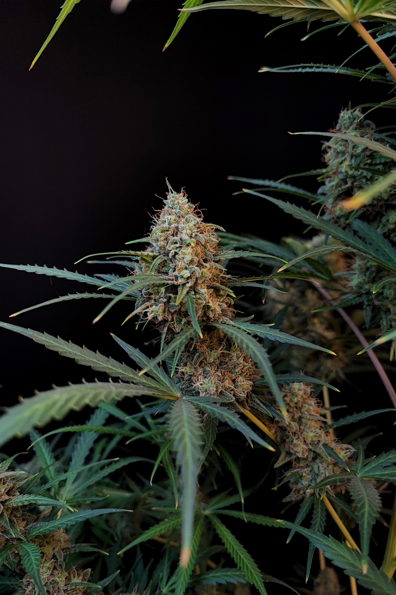 Photo of Jack Herer Auto