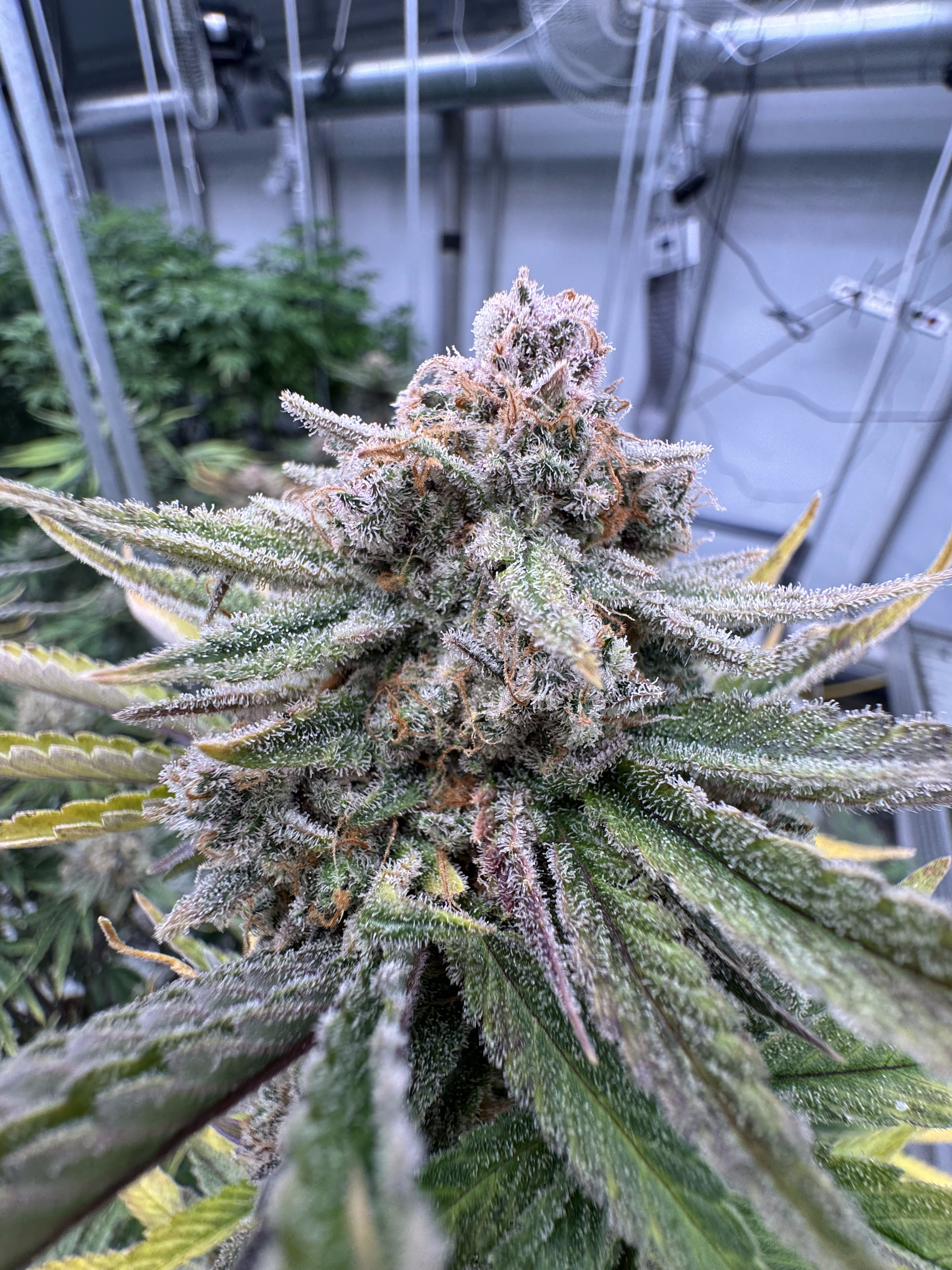 Cherry Cola Auto RF3