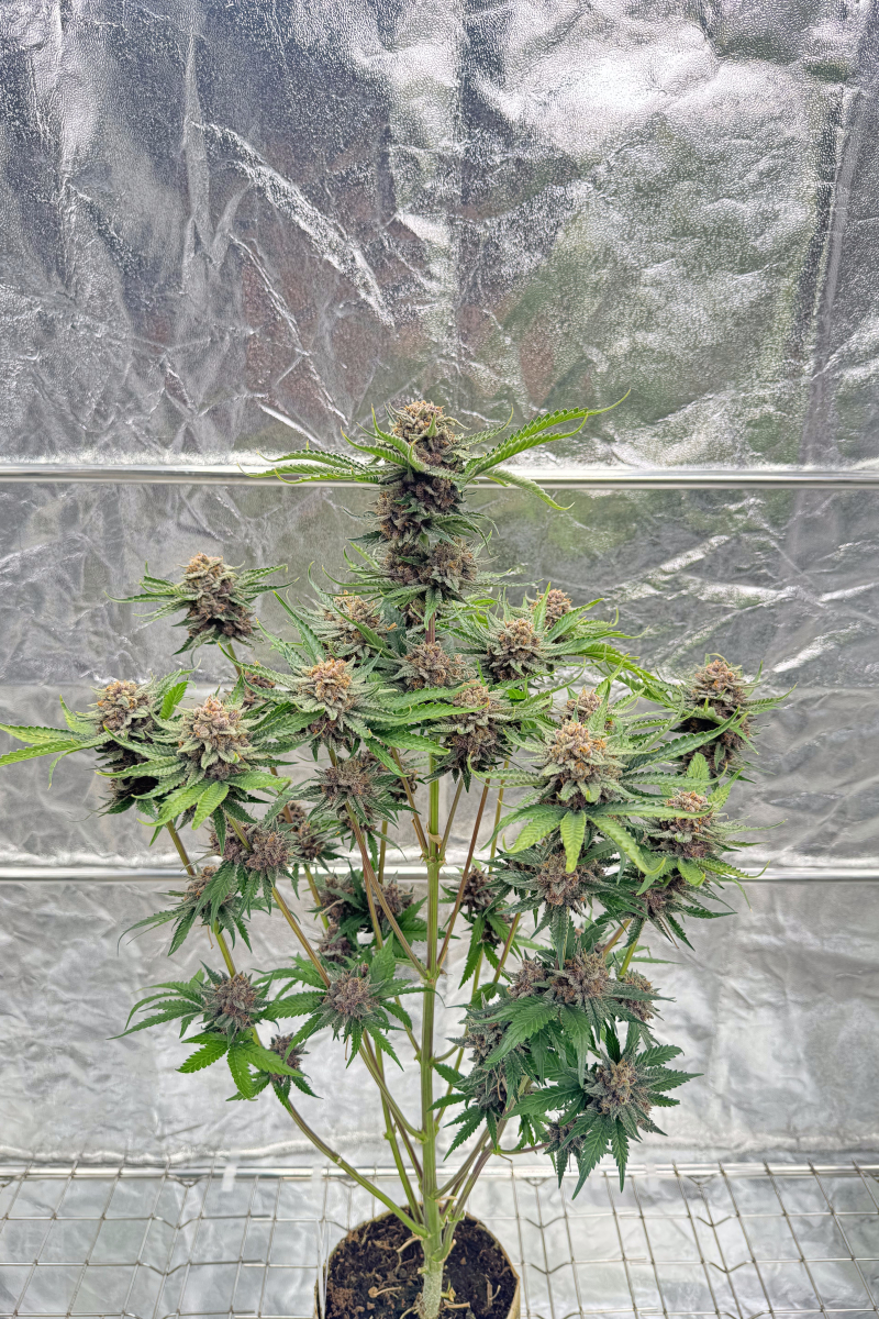 Photo of Cherry Cola Auto RF3