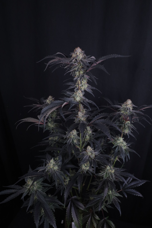 Mendo Frost Auto