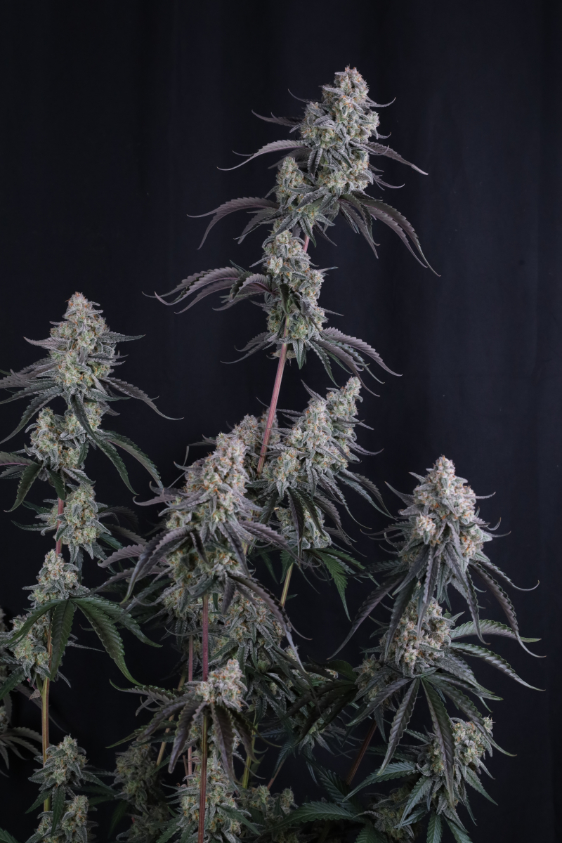 Photo of Pineapple OG Auto