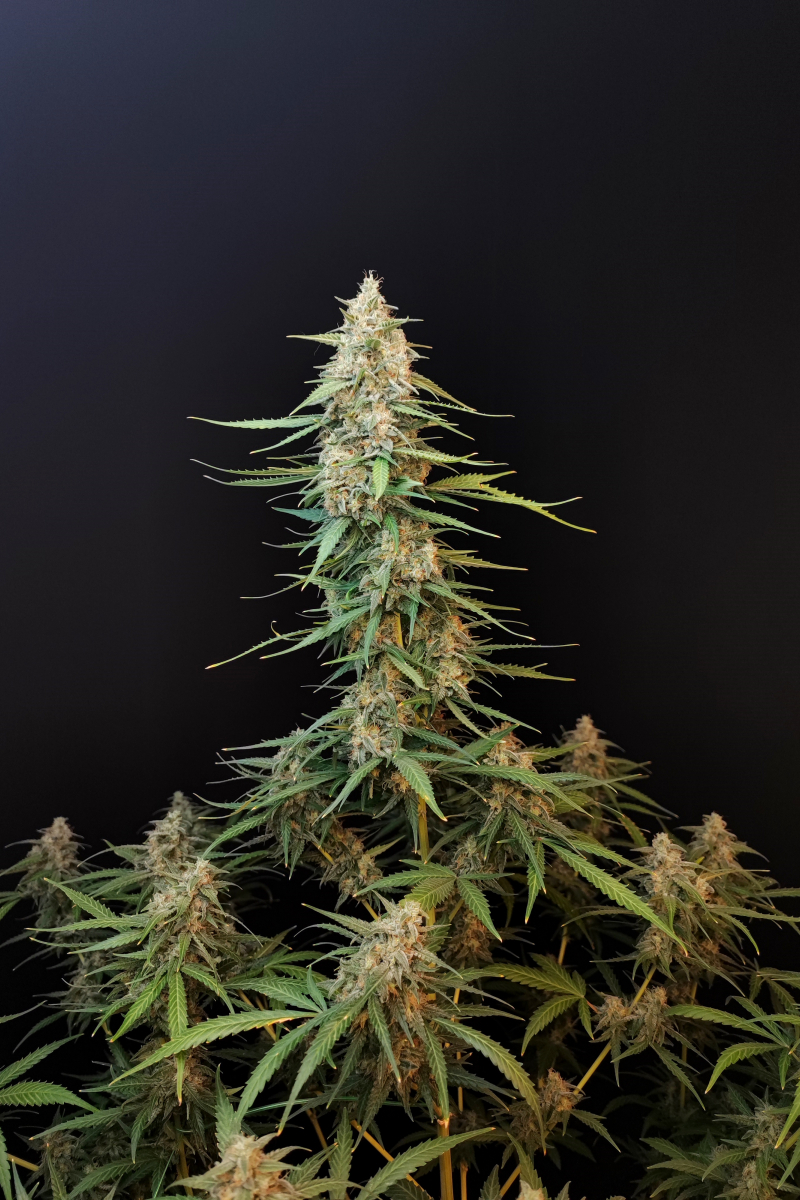 Photo of Sour Diesel Auto